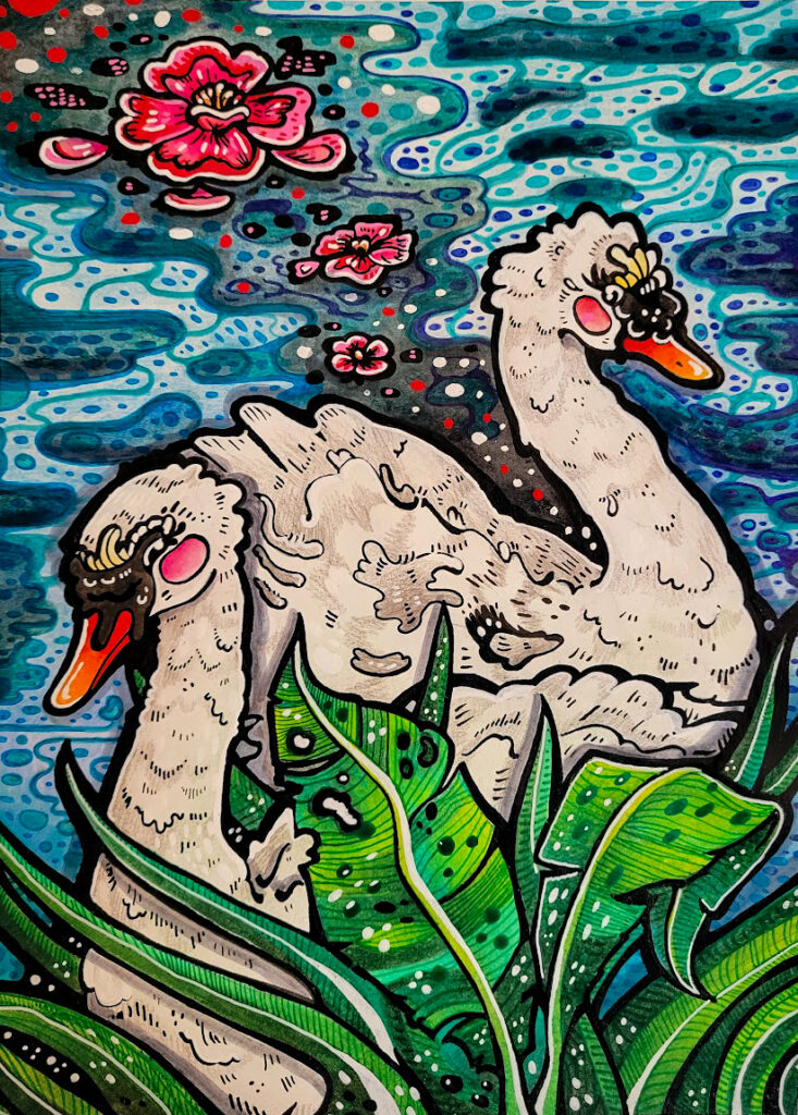 swans swans